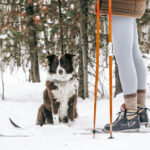Woman and dog in the snow getting ready for cross-country skiing